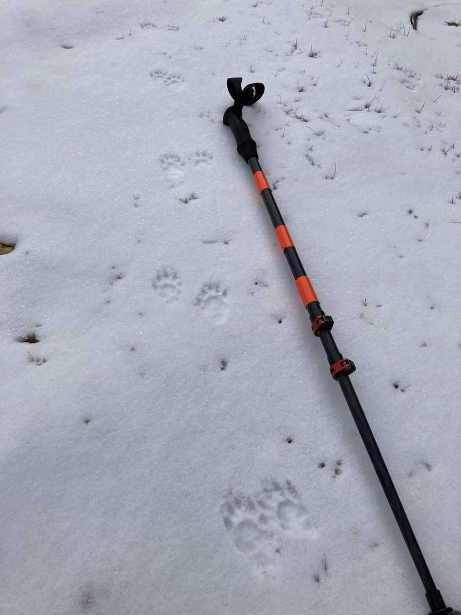 *RESCHEDULED* Winter Wildlife Tracking Walk