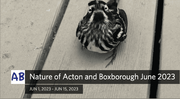 Nature of Acton and Boxborough June 2023